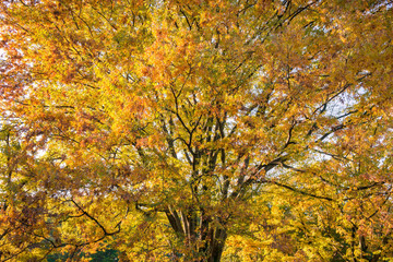 秋, 紅葉の木々