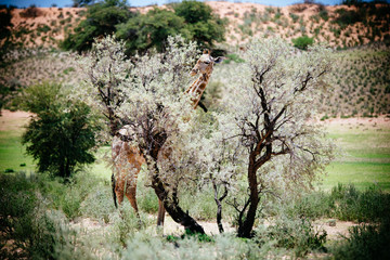 Giraffe an einem Baum äsend, Kgalagadi Transfrontier Park, Südafrika