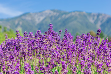Obraz na płótnie Canvas Selective focus of lavender flowers against the misty mountains