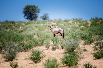 Einzelne Oryxantilope in der grünen Kalahari, Kgaligadi Transfrontier Park, Südafrika