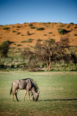Grasendes Gnu in der grünen Kalahari während der Regenzeit, Kgalagadi Transfrontier Park, Südafrika