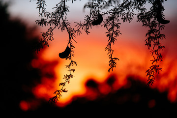Kameldornbaum bei Sonnenuntergang