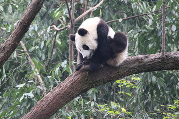Fototapeta premium Baby Panda on the tree
