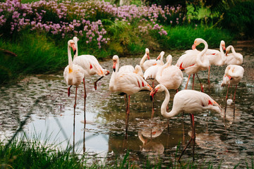 Flamingos in einem Teich stehend, Mount Etjo, Namibia