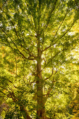 Fototapeta premium 秋の木々