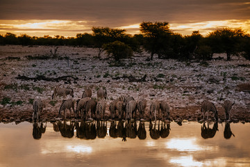 Zebras at sunset