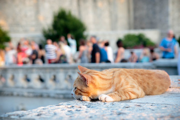 Cat lying at the entrance of Dubrovnik Old Town