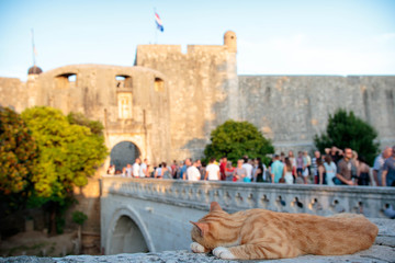 Cat lying at the entrance of Dubrovnik Old Town