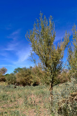 Fototapeta premium Bush in the desert