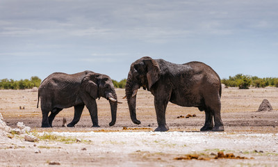 Fototapeta na wymiar Two Elephants