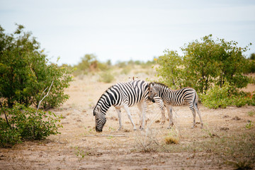 Zebra mother with foal