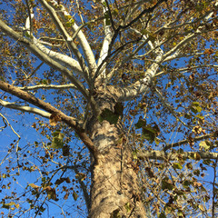 sycamore tree fall