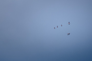 Flying group of flamingos