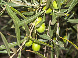 Olives on an olive tree at autumn