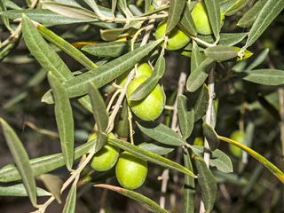 Cercles muraux Olivier Olives on an olive tree at autumn