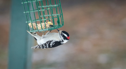 Downy woodpecker - Picoides pubescens - hangs on a feeder cage and has a nibble to eat.  Marked with red crown white spotted feathers on wing, can be seen throughout most of North America.