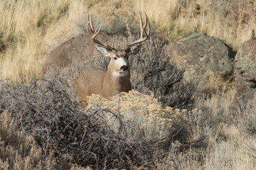 Deer buck with large antlers