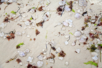 Many Died Jellyfish In Algae On Sand