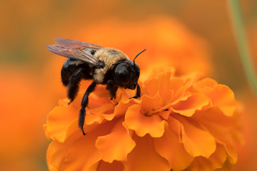 Bumblebee Collecting Pollen from Orange Flower