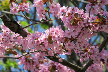 桜の花