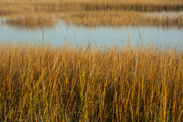 Marsh grasses at sunset in fall at Milford Point, Connecticut.