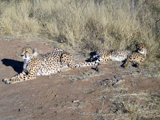 Cheetah in Namibia