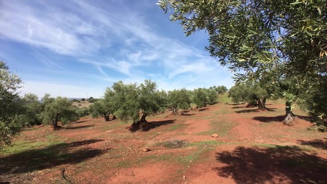 Olive trees plantation. The camera moves slowly between the olive trees, Jaen, Spain