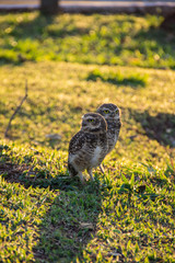 Naklejka premium Corujas observam atentas a movimentação ao final do dia