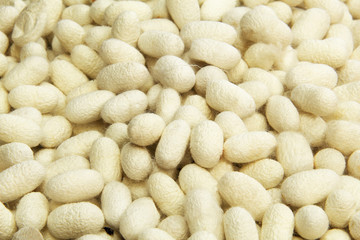 Fototapeta na wymiar White silkworm cocoons, use as background