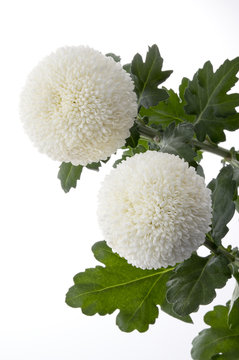 ピンポンマム Images Browse 276 Stock Photos Vectors And Video Adobe Stock