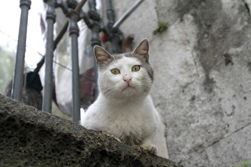 Chat sur un mur. Turquie.