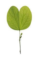 Green leaf isolated over white with clipping path.