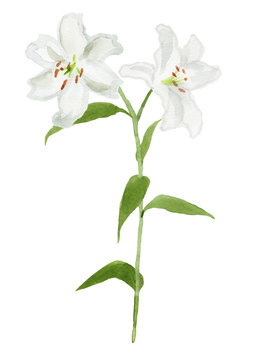 白いユリの花　水彩イラスト
