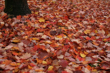 Leaves