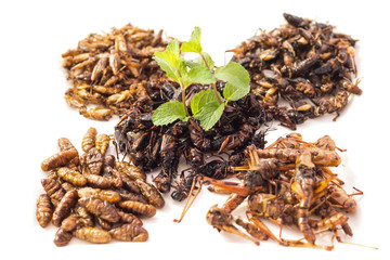 Food insect