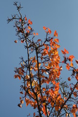 Red leaves
