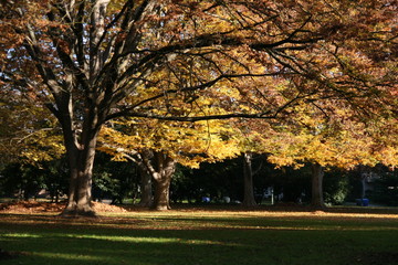 Naklejka premium Fall