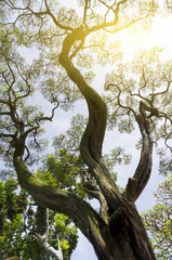 Fototapeta na wymiar Tranquility Concept - Bonsai tree and morning light with shallow depth of field (dof)