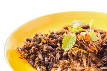 Food insect