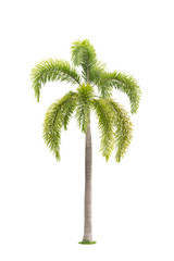 Palm tree isolated,Objects with Clipping Paths