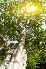 Fototapeta premium Tranquility Concept - Bonsai tree and morning light with shallow depth of field (dof)
