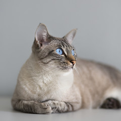 Большой кот с голубыми глазами