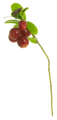 Dock Bug, Coreus marginatus on cowberry plant isolated on white background