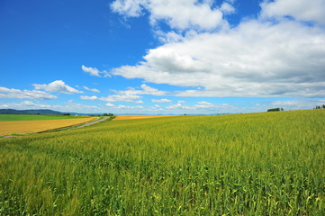 Wheat Fields Landscape