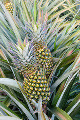 Fototapeta premium Pineapple tropical fruit growing in a farm