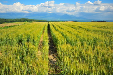 Wheat Fields Landscape