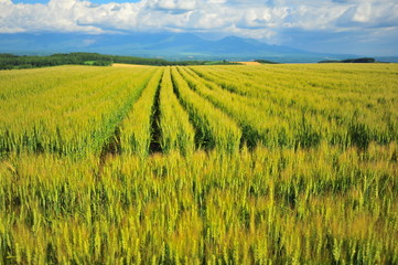 Wheat Fields Landscape