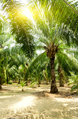 Alternative Energy - Palm oil plantation and morning sunlight
