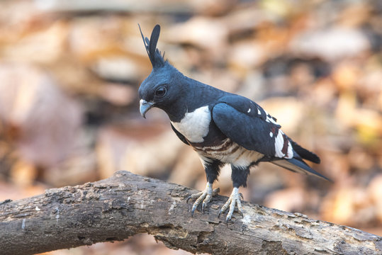 Black baza ,Black-crested Lizard Hawk, (Aviceda leuphotes)