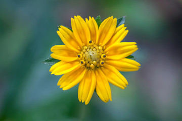 the yellow Flowers on green Background